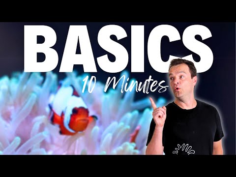 Saltwater Aquarium 101: Everything You Need To Know