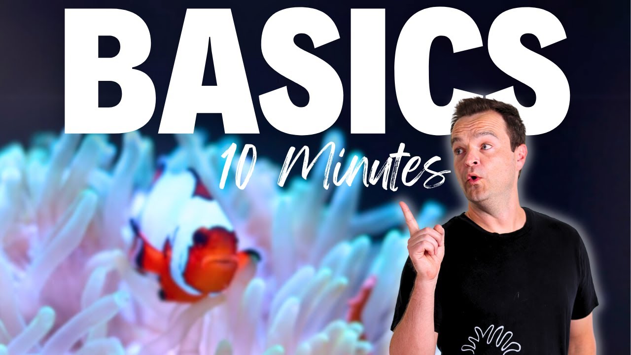 Saltwater Aquarium Basics: Your Complete Guide to Success 🐠