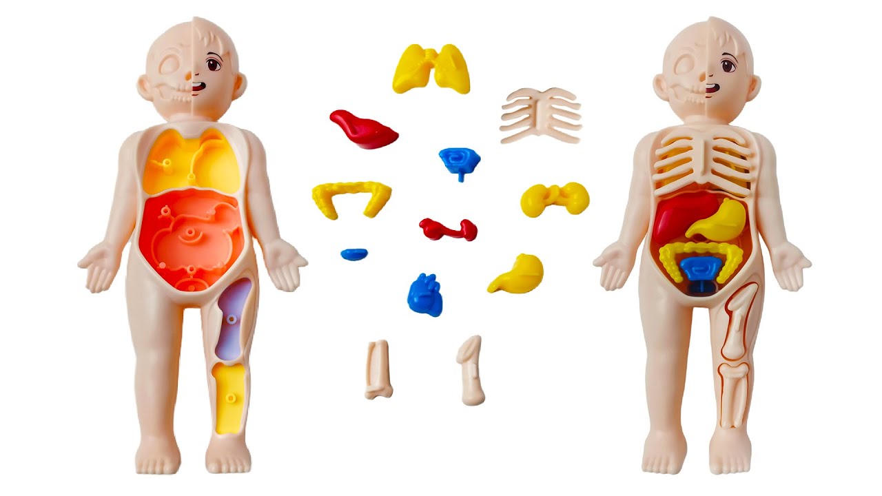 Human Body Organs Puzzle Adventure 🧠
