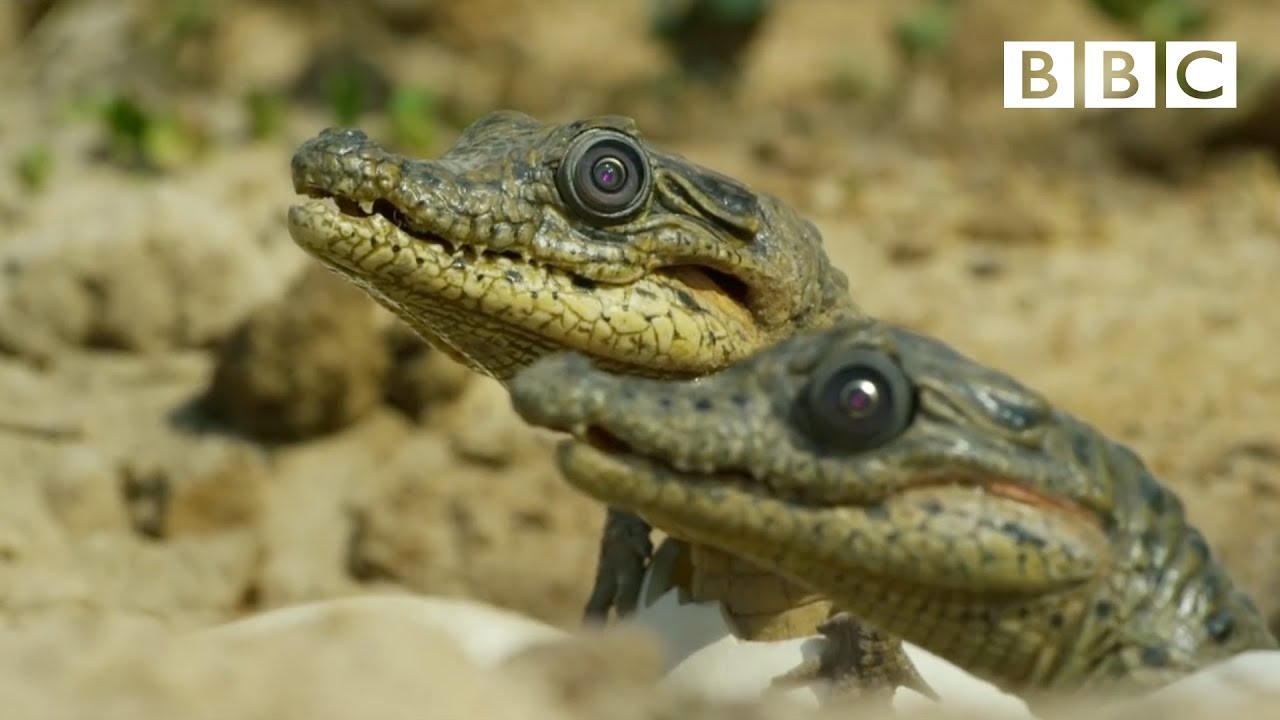 Sneaky Croc Camera Captures Amazing Footage 🐊