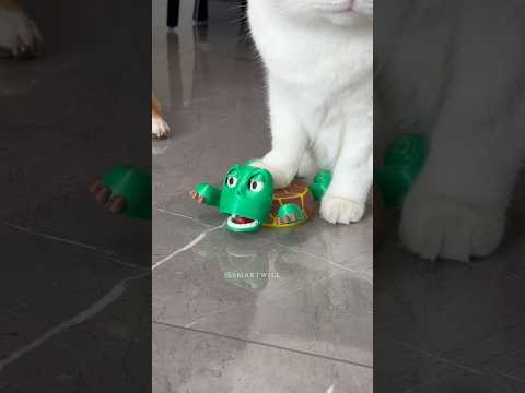 Such a fun coaster,you need to have it!#coaster #creative #gift #turtlecoaster ##spotlightfinds