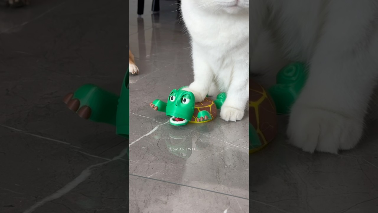 Must-Have Fun Turtle Coaster! ๐ข