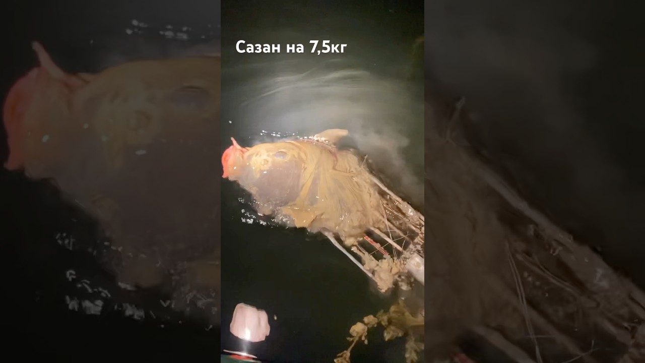 Большой сазан на острове 🌙 Ночная рыбалка
