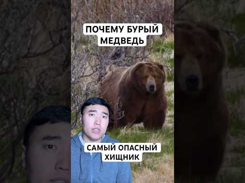 Почему Бурого Медведя Боятся Даже Охотники