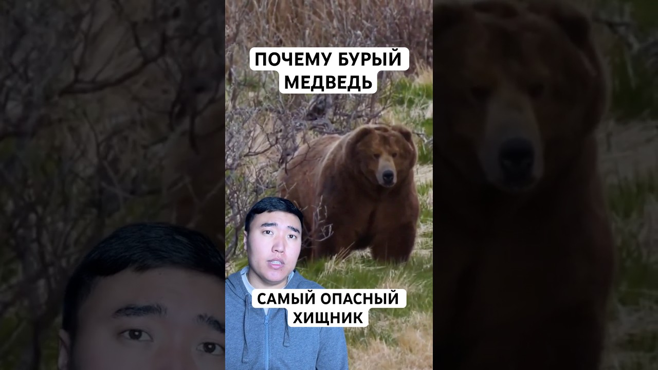 Почему Охотники Боятся Бурого Медведя: Тайны и Страхи 🐻