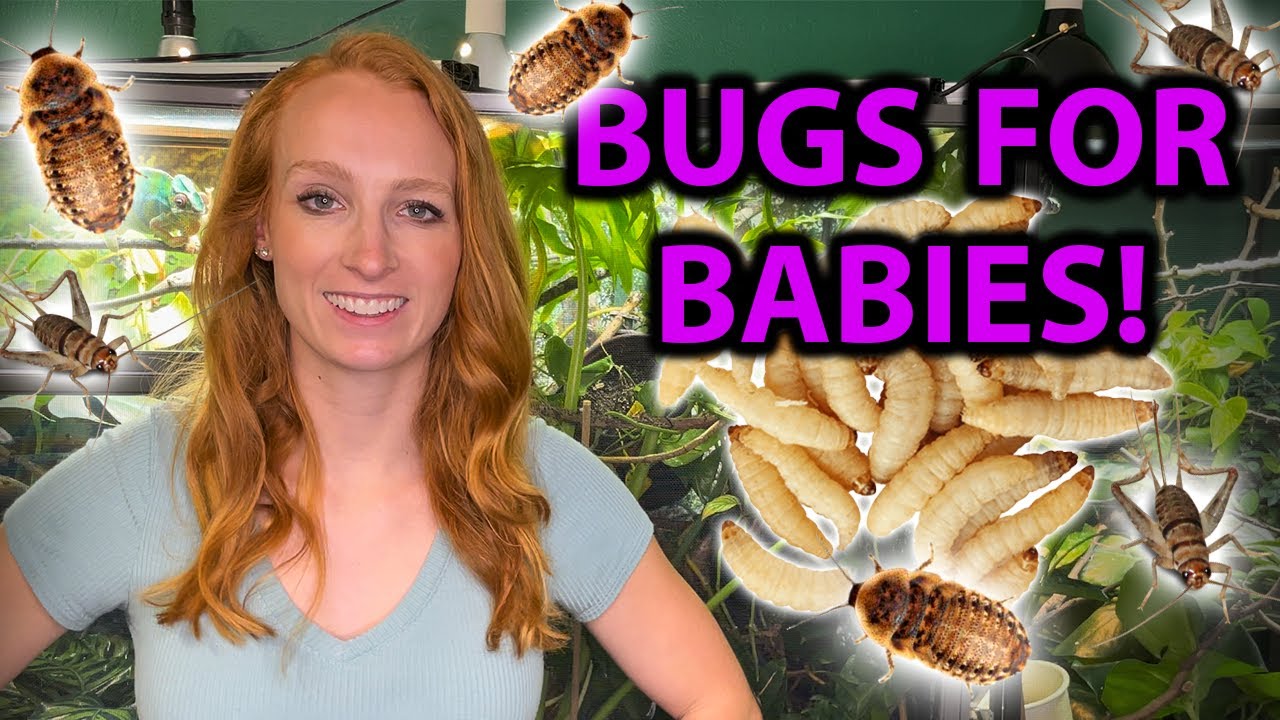 Feeding Baby Chameleons: Safe Bugs & Tips 🦎