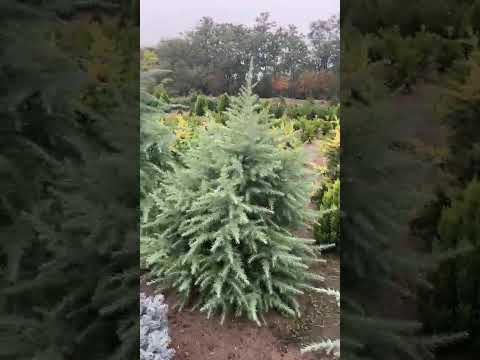 Cedrus deodara -Cedru de Himalaya #nursery #garden #pepiniera #fermaiancudj #conifere #spatiiverzi