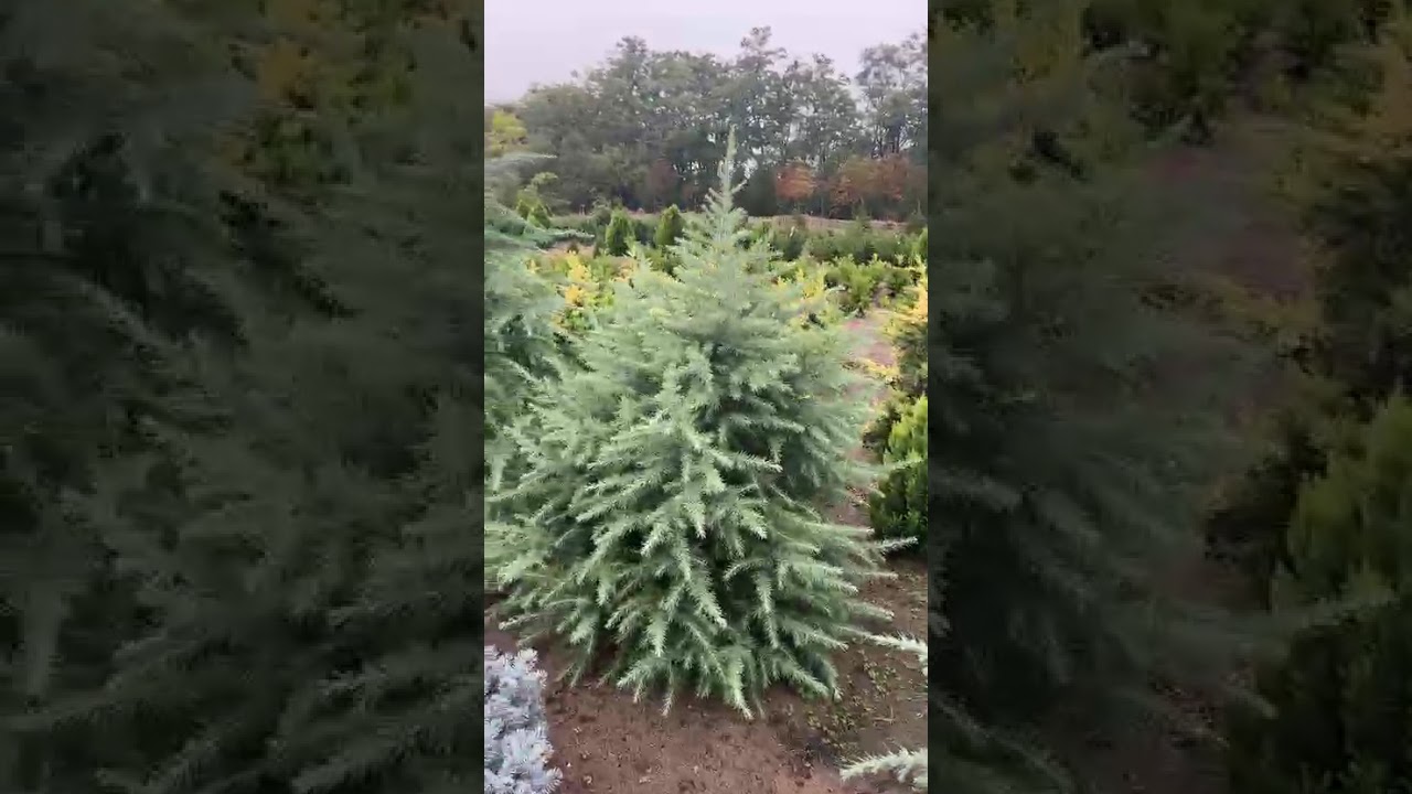 Cedrus deodara: The Majestic Himalayan Cedar for Your Garden 🌲