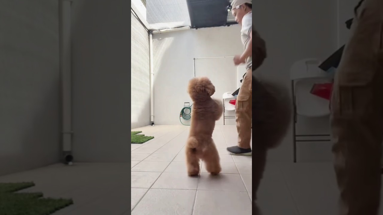 Smart Dog Shows Off Tricks ๐ถ