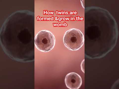 How your twins will grow in the womb #shorts