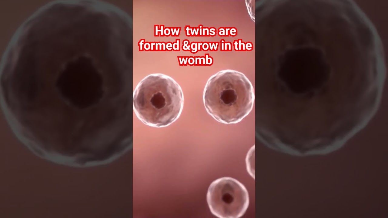 How Your Twins Develop in the Womb
