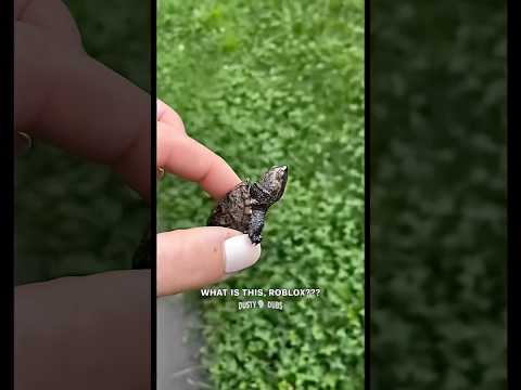 Go ahead, yeet me 🐢