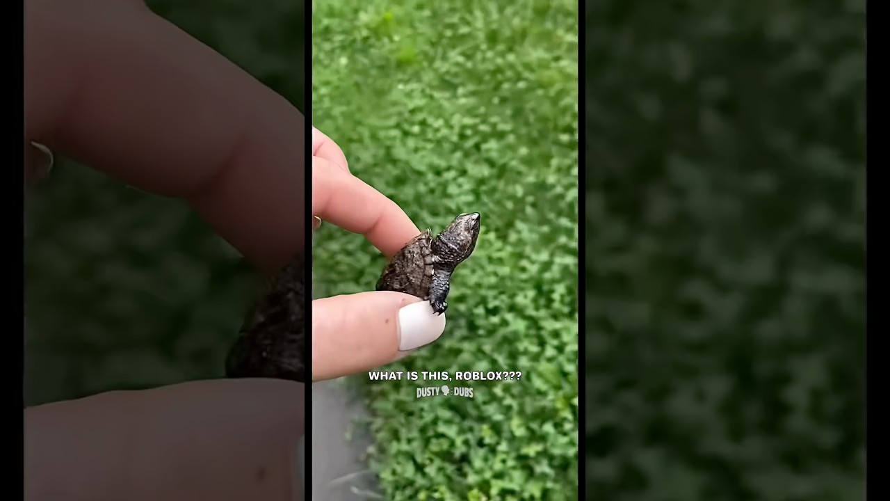 Watch This Fun Yeet Moment with Dusty's Voiceover! 🐢