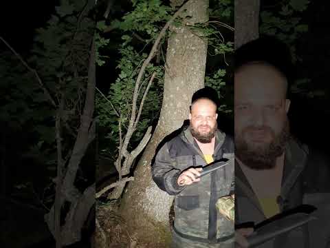 Как выжить в ночном лесу ?