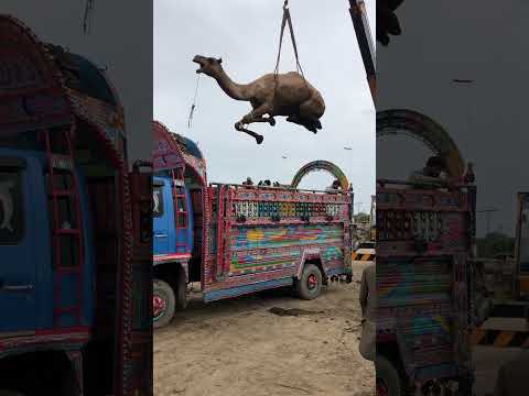 Camel loading in truck #yt #camel #lighttruck #shortvideo #camelloading #animals