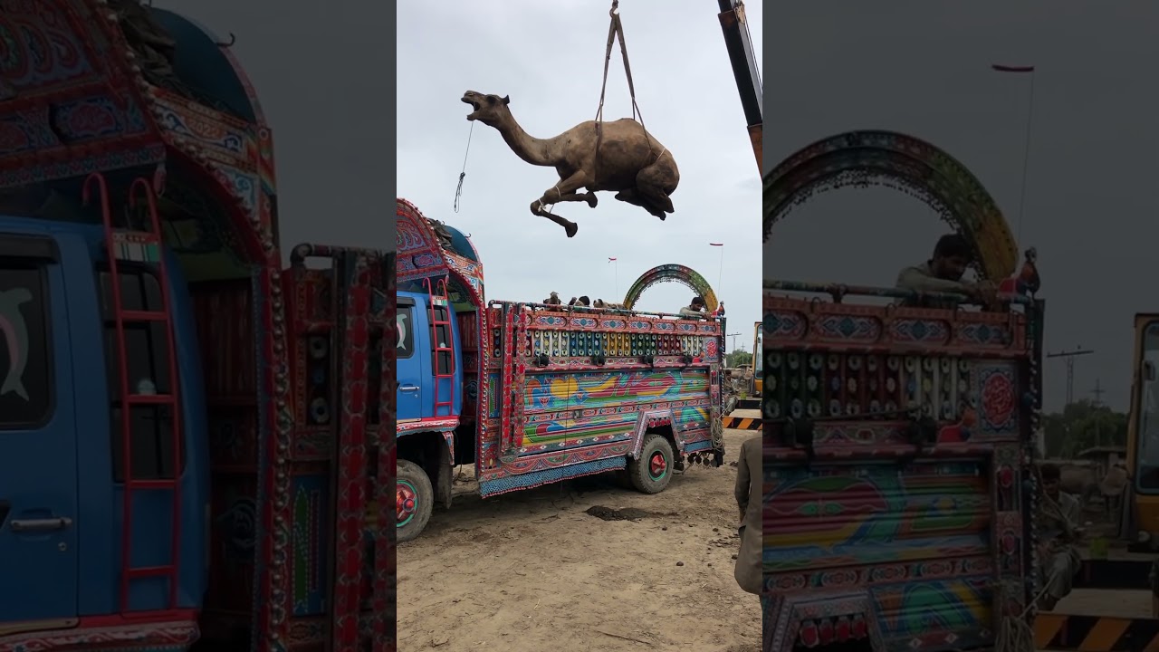 Camel Loading into Light Truck for Transport