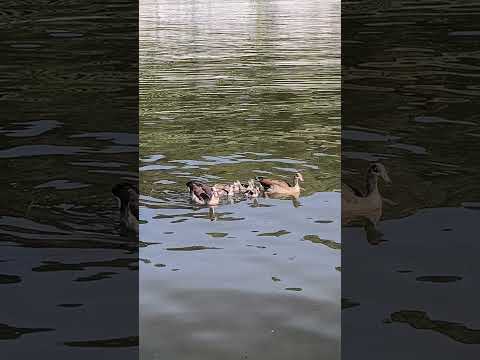 #mosel #моменты #мелодиядуши #bernkastelkues #bernkastel #жизньпрекрасна #летоэтомаленькаяжизнь