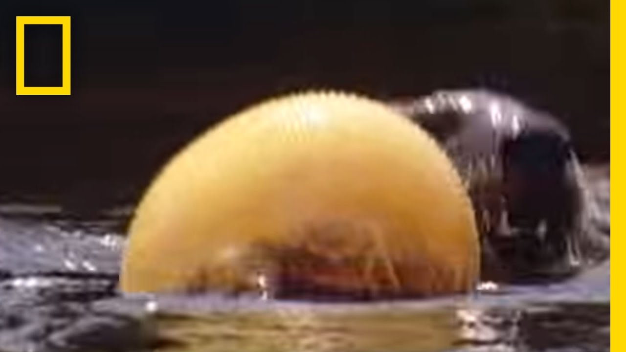 Pufferfish vs Otter: Nature's Water Balloon 🐡