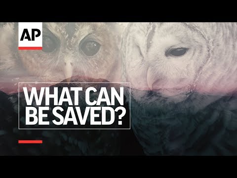 Owl vs. Owl - Episode 5 | What Can Be Saved? | Associated Press