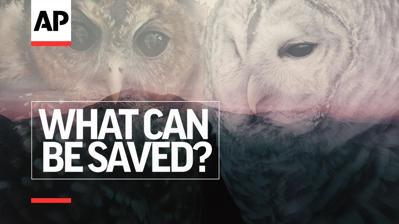 Owl vs. Owl - Episode 5 | What Can Be Saved? | Associated Press