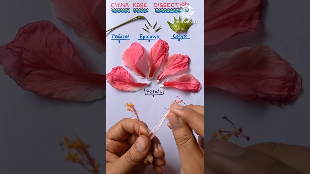 Hibiscus rosa sinensis Dissection | Biology Practical 🌺