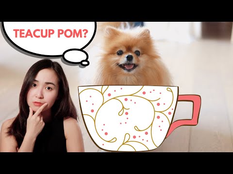 Don't Get a Teacup Pomeranian Before Watching This Video!