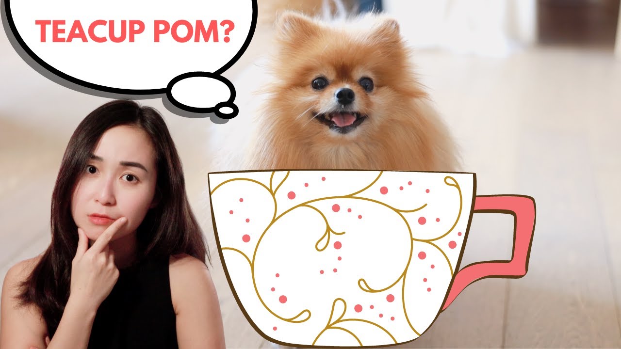 Is Your Pomeranian a True Teacup? Find Out Before You Buy! ๐ถ