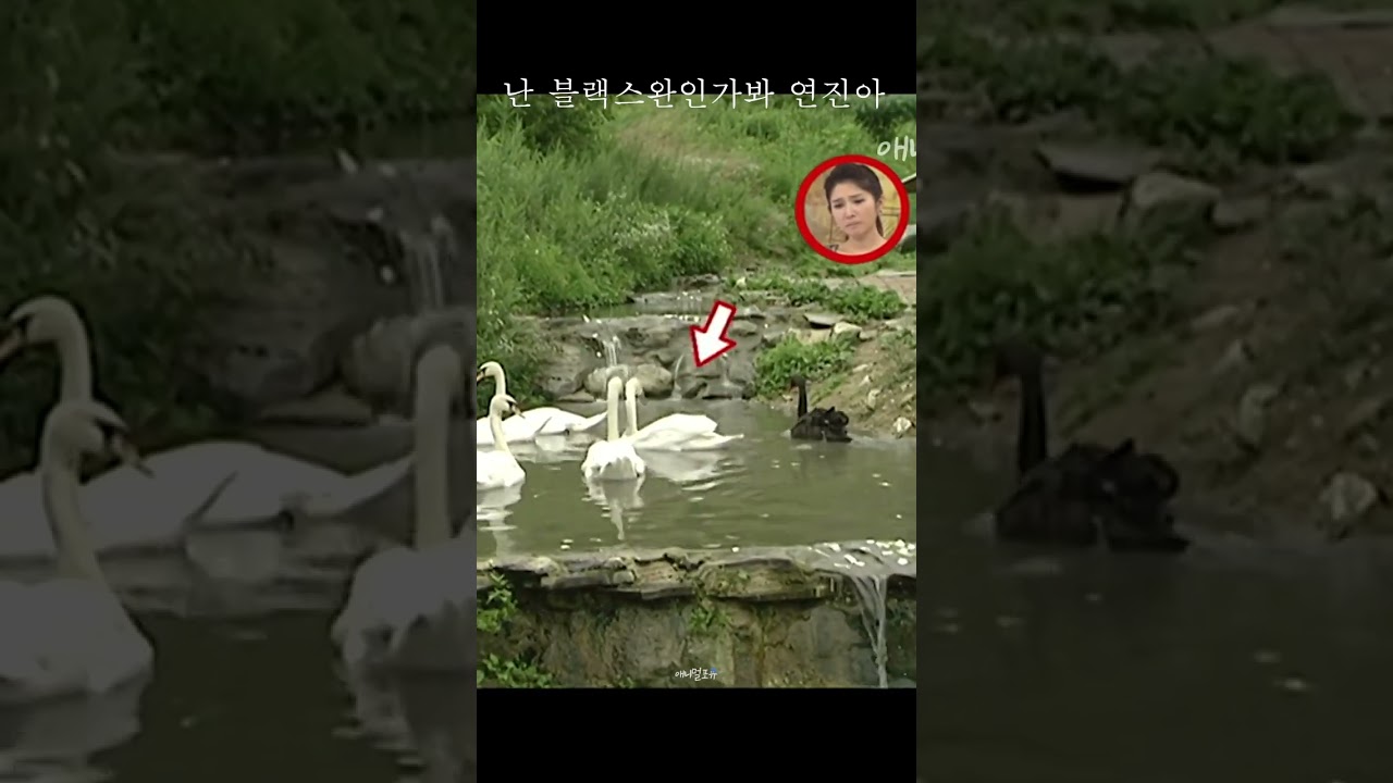 난 블랙스완인가봐, 연진아...🦢