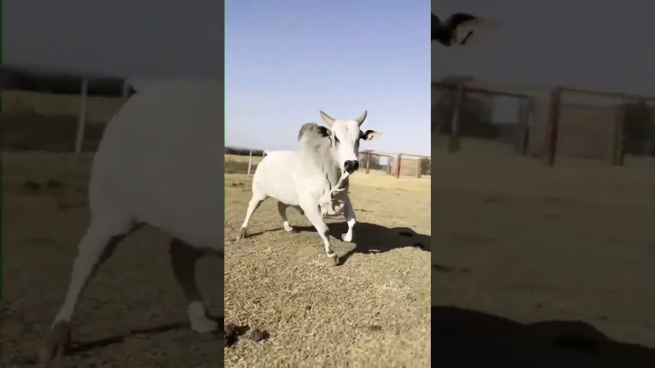 Que Boi é esse? Descubra a raça! 🐃