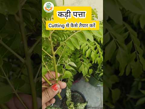 कड़ी पत्ता cutting से तैयार करने की बेस्ट टिप्स💯 #shortsvideo