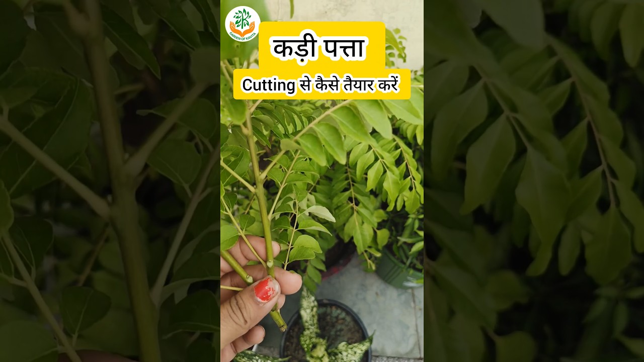 कड़ी पत्ता कटिंग के आसान और बेस्ट टिप्स 🌿