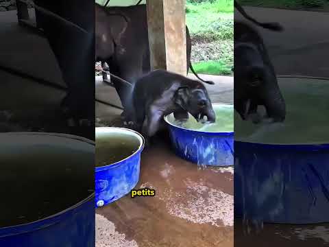 Les Éléphants Aiment Leurs Bébés 🥰