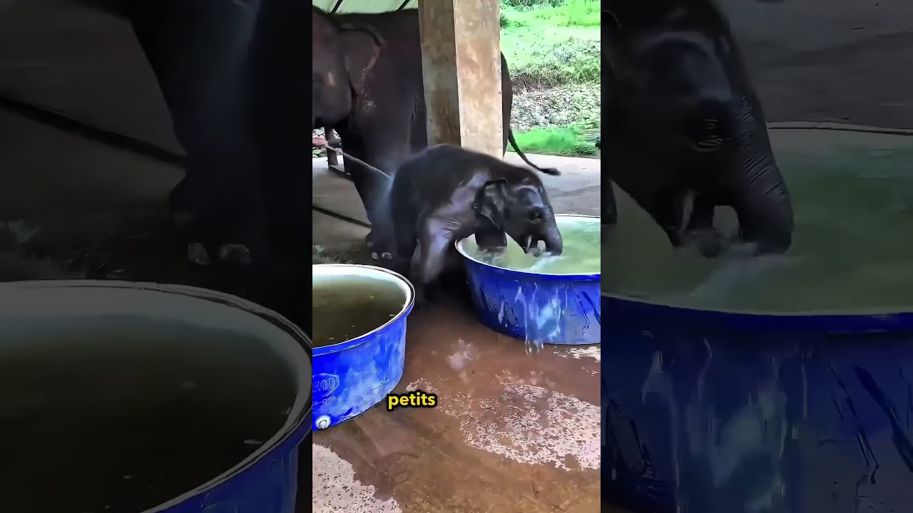 Les Éléphants et Leur Attachement Profond à leurs Bébés