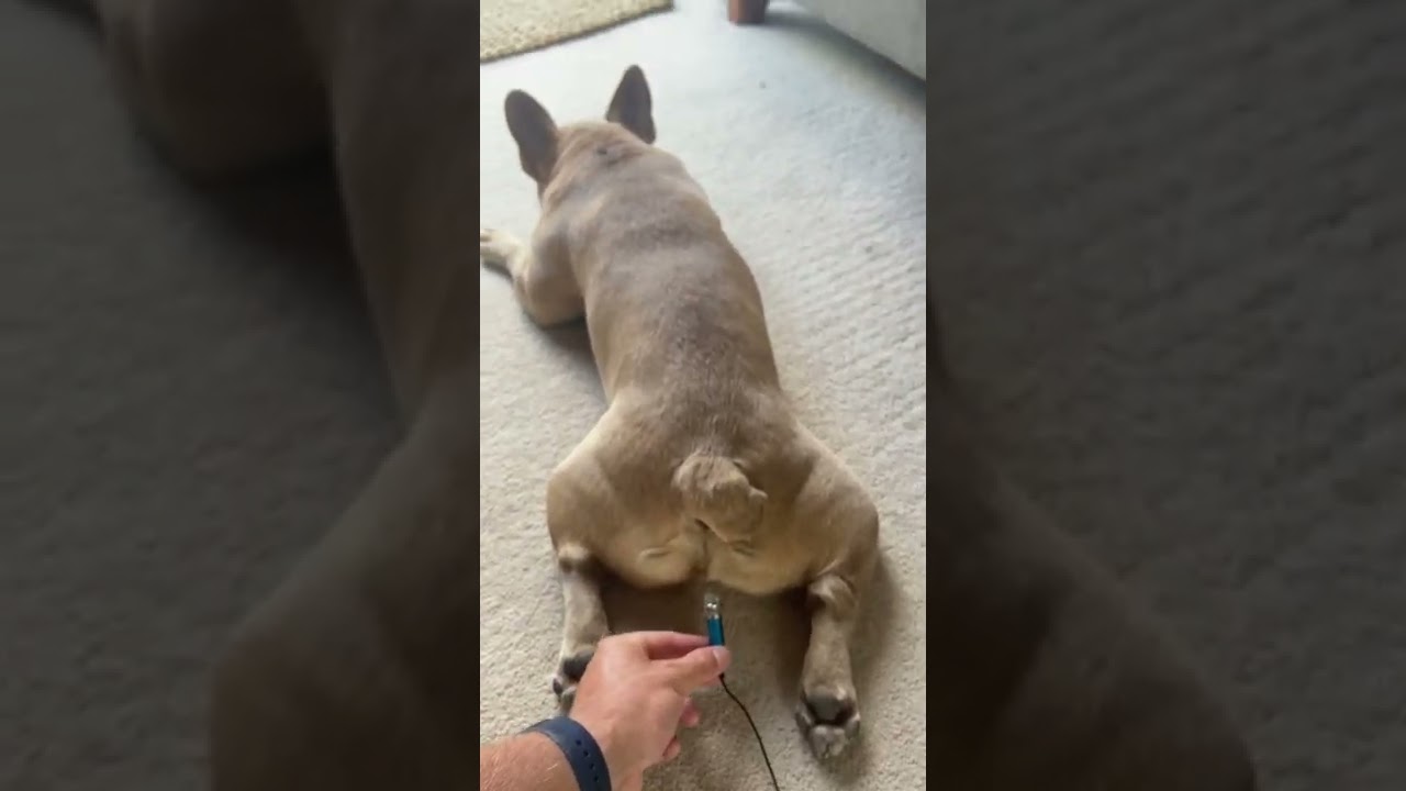 French Bulldog Farting ๐จ