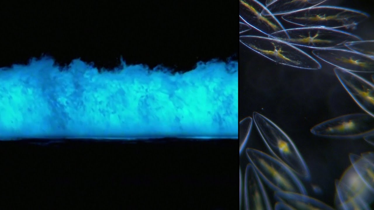 California Water Glows Like It’s From Outer Space