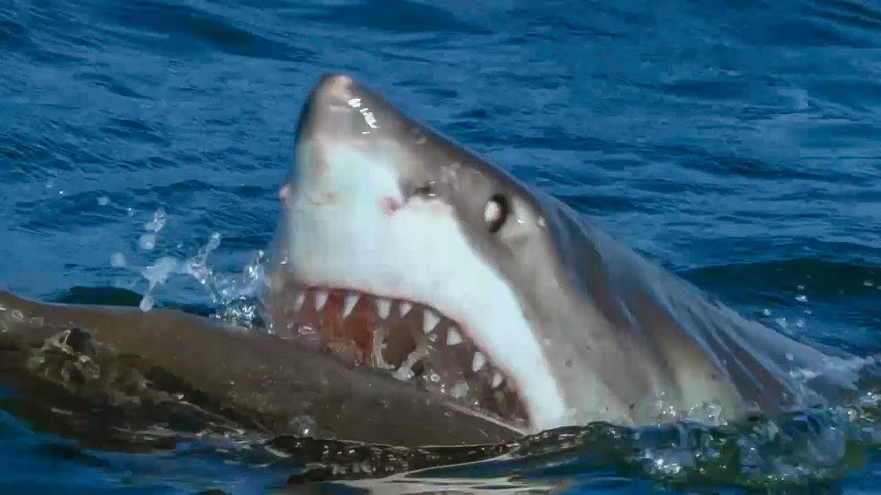 Great White Shark Attacks Robotic Seal 🦈