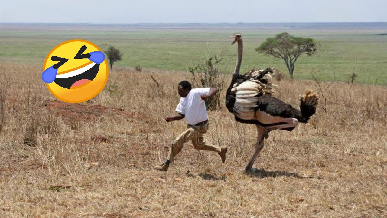 Hilarious Funny Videos Compilation π | Try Not To Laugh Challenge Part 244