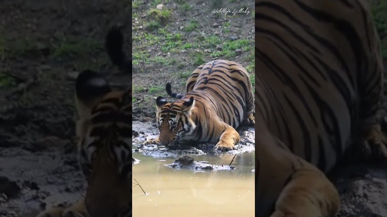 Thirsty Tiger in Wonderland Kabini π