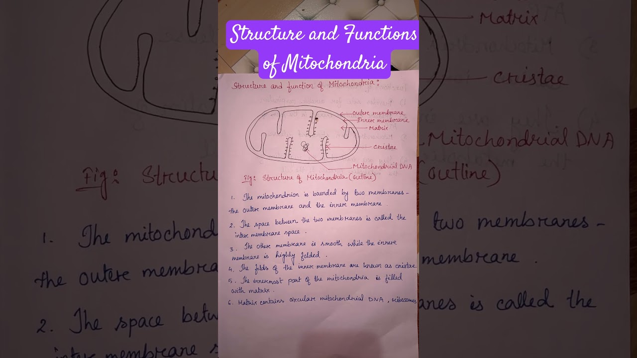 Mitochondria Structure Explained 🧬