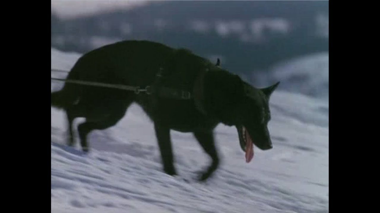 Villain Defeated: Spitz in The Call of the Wild 🐺