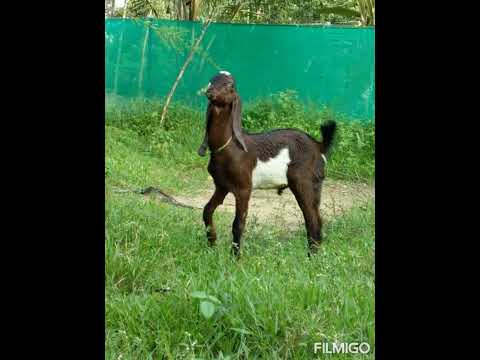 Watch Devadoothar Paadi | Video Song | Nna Thaan Case Kodu | Kunchacko Boban | HYDRABADI BEETAL