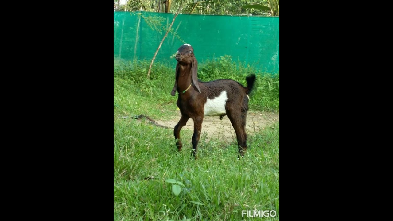 Watch Devadoothar Paadi Song from Kaadhodu Kaa... 🎶