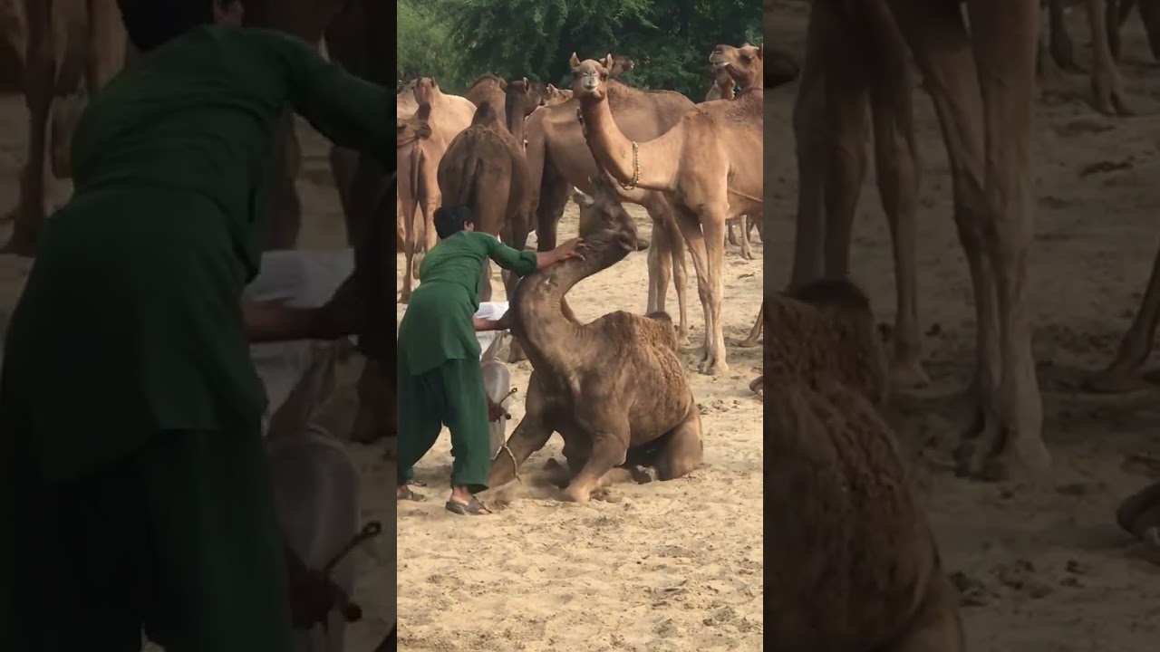 Baby Crying in Thar Desert 🐪