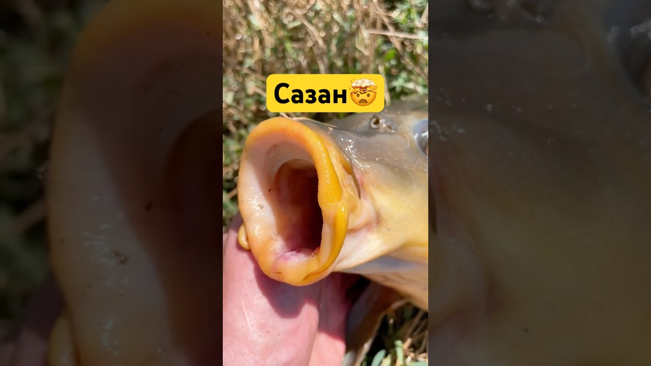 Красивый сазан🫠 #рыбалка #рыба #карп #сазан #fishing #белыйамур