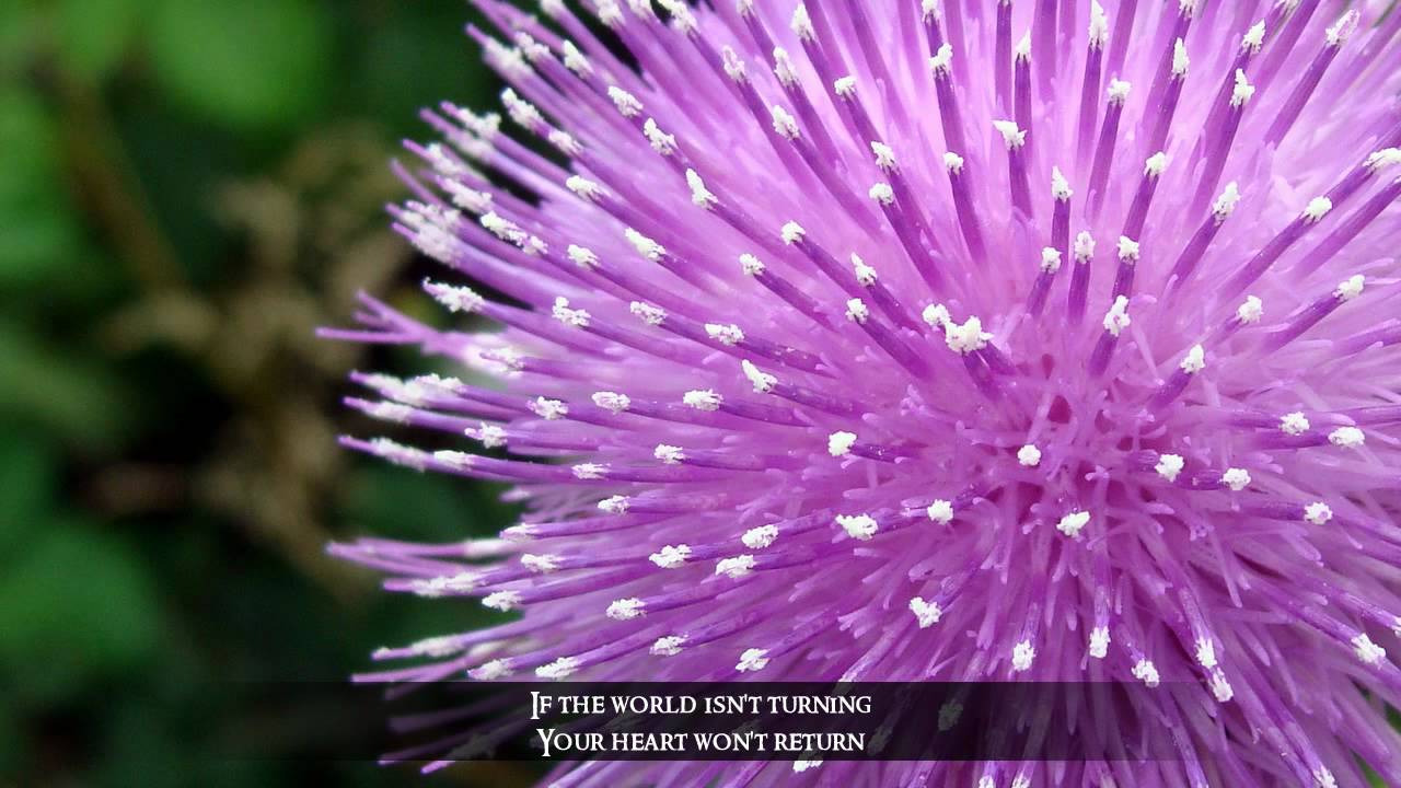 Love Will Come Through - Travis Lyrics & Photos