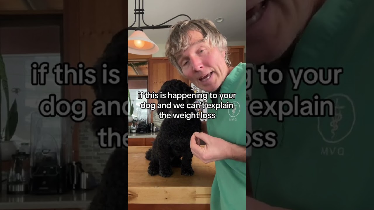 7 Dog Cancer Signs to Watch For 🐶