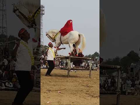 horse dance ###horselover ###viralvideo ####dancemusic ###dancesong