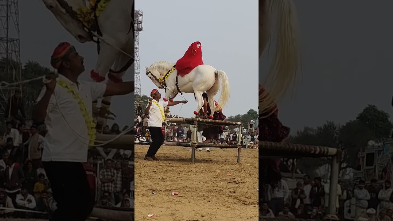 Watch This Amazing Horse Dance That’s Going Viral! 🐴✨