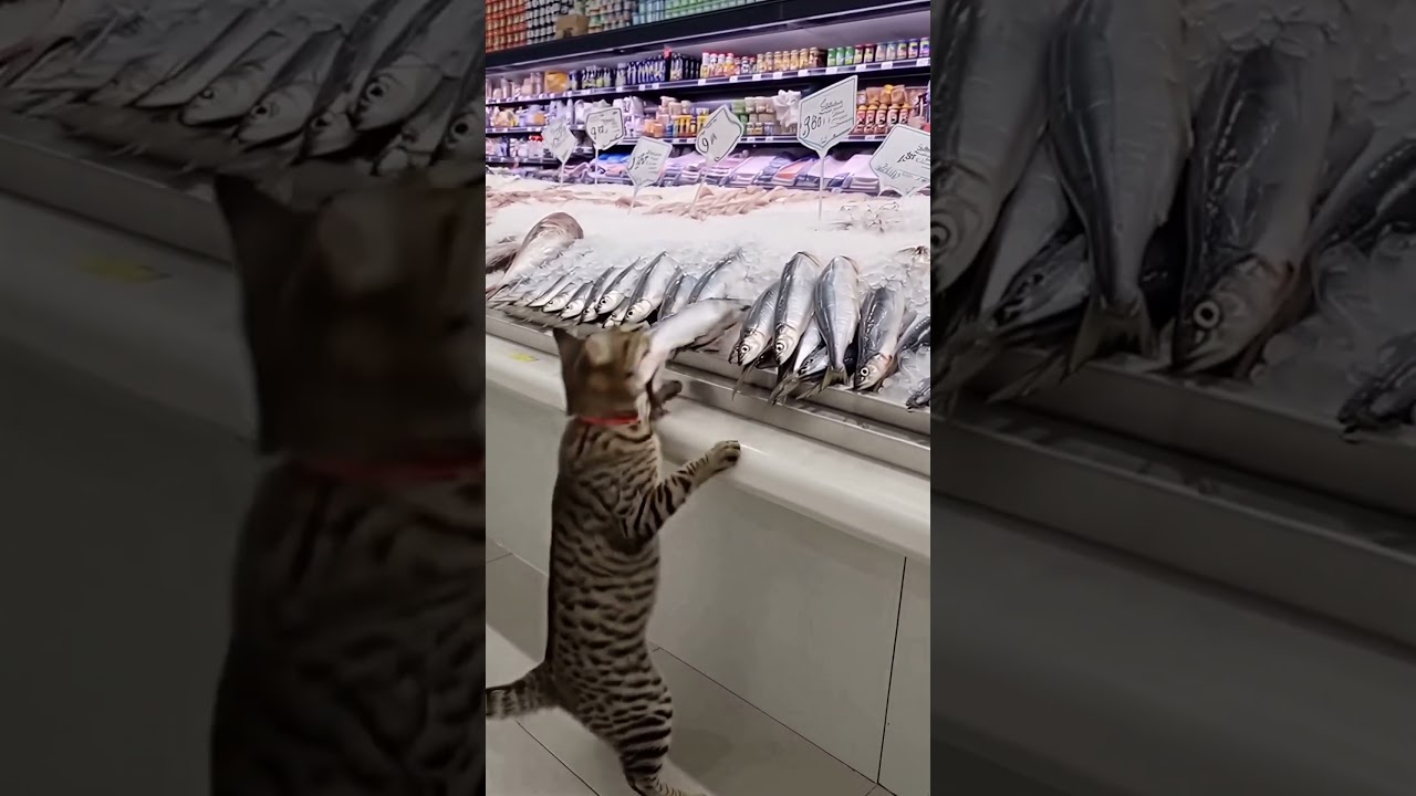Chat vole une sardine au rayon poisson 🐟
