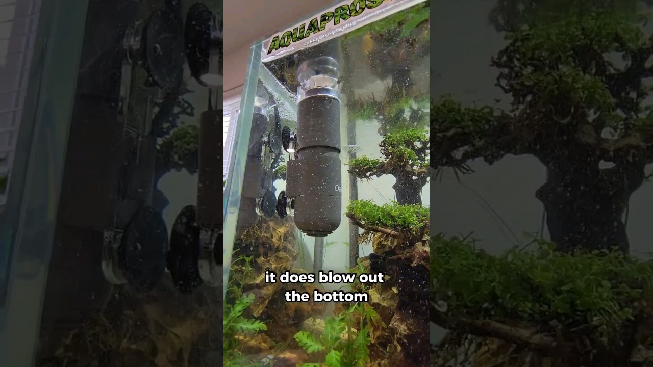 Keep Your Aquarium Crystal Clear!✨